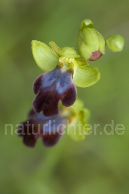 R2207 Eleonora-Ragwurz, Ophrys eleonorae - Christoph Robiller