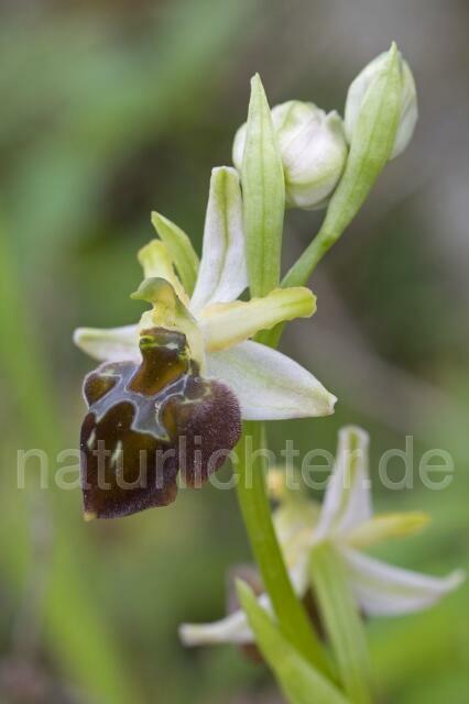 R2222 Frühblühende Spinnen-Ragwurz, Ophrys sphegodes ssp. praecox - Christoph Robiller