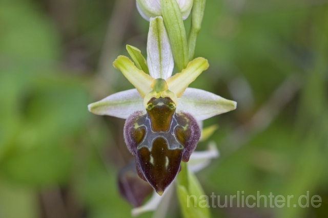 R2223 Frühblühende Spinnen-Ragwurz, Ophrys sphegodes ssp. praecox - Christoph Robiller