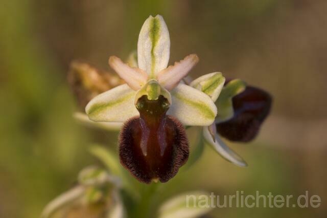 R2293 Frühblühende Spinnen-Ragwurz, Ophrys sphegodes ssp. praecox - Christoph Robiller