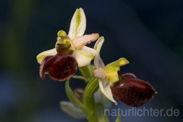 R2294 Frühblühende Spinnen-Ragwurz, Ophrys sphegodes ssp. praecox - Christoph Robiller