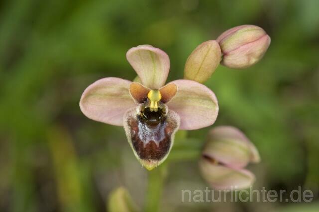 R2303 Hybrid: Ophrys bombyliflora x Ophrys tenthredinifera - Christoph Robiller