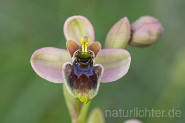 R2304 Hybrid: Ophrys bombyliflora x Ophrys tenthredinifera - Christoph Robiller