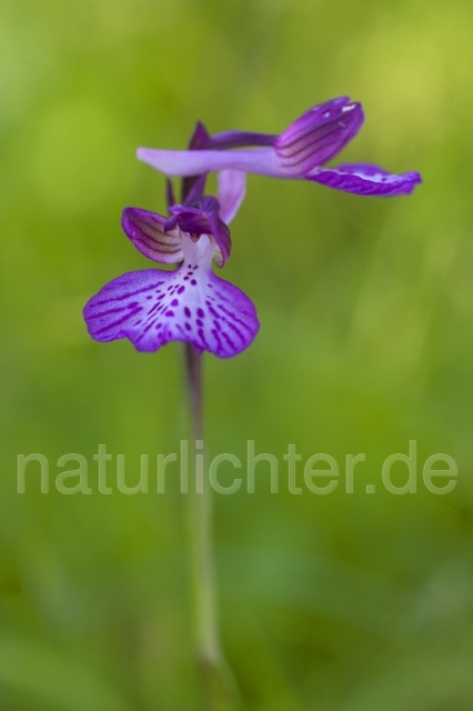 R2350 Hybrid: Orchis papilionacea rubra x Orchis longicornu - Christoph Robiller