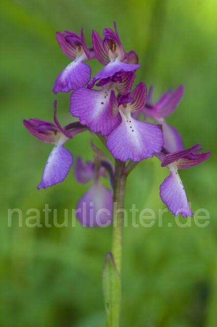 R2351 Hybrid: Orchis papilionacea heroica x Orchis longicornu - Christoph Robiller