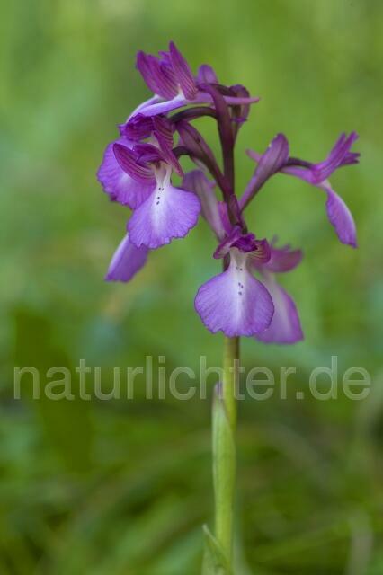 R2352 Hybrid: Orchis papilionacea heroica x Orchis longicornu - Christoph Robiller