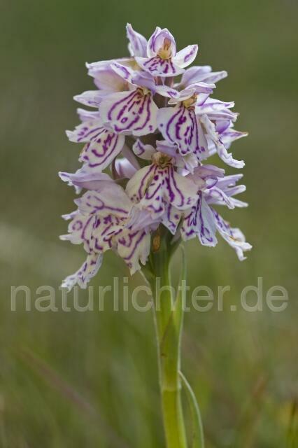 R2956 Geflecktes Knabenkraut, Dactylorhiza maculata ssp. ericetorum - Christoph Robiller