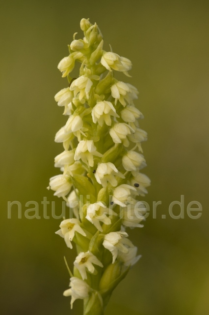 R3118 Weiße Höswurz, Pseudorchis albida ssp. straminea - Christoph Robiller