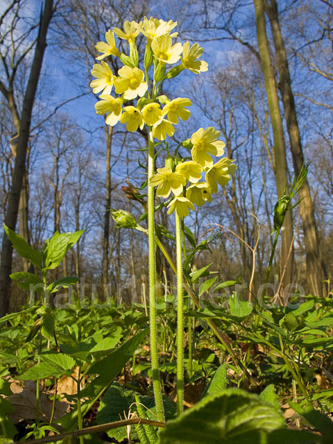 R5036 Hohe Schlüsselblume - Christoph Robiller