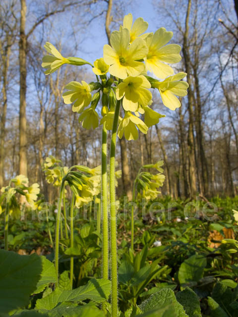 R5040 Hohe Schlüsselblume - Christoph Robiller