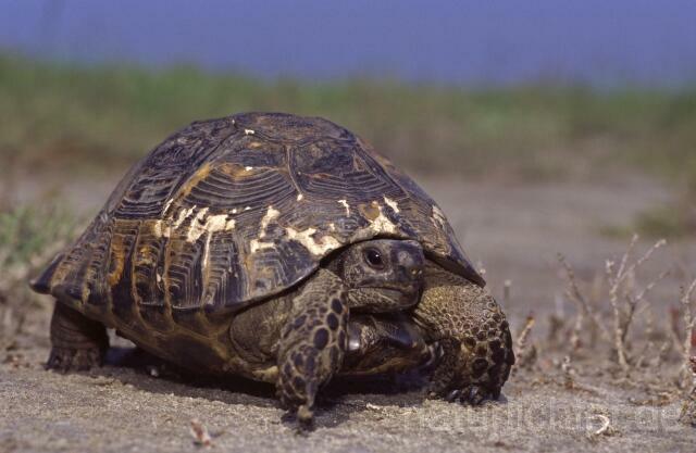 R1556 Maurische Landschildkröte, Dobrudscha, Rumänien, Greek tortoise - Christoph Robiller