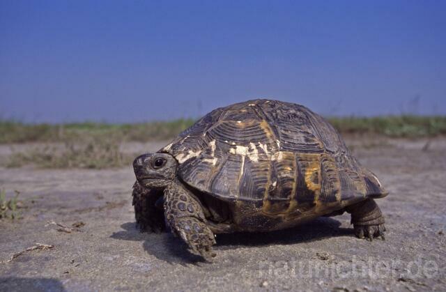 R1557 Maurische Landschildkröte, Dobrudscha, Rumänien, Greek tortoise - Christoph Robiller