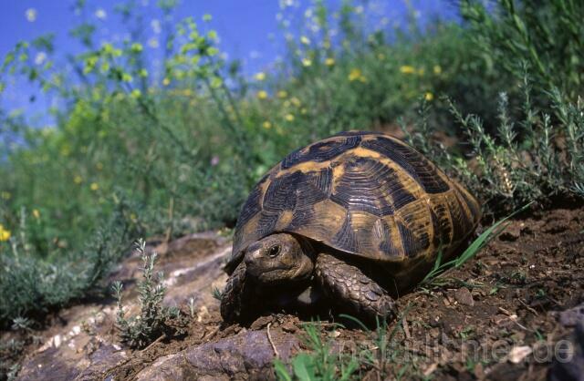 R344Maurische Landschildkröte, Dobrudscha, Rumänien, Greek tortoise - Christoph Robiller