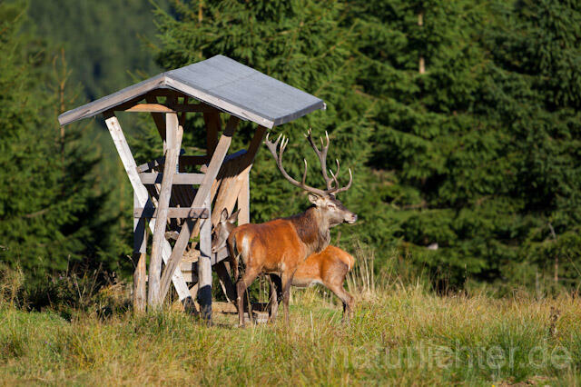 R10684 Rotwild an Fütterung, Red Deer - Christoph Robiller