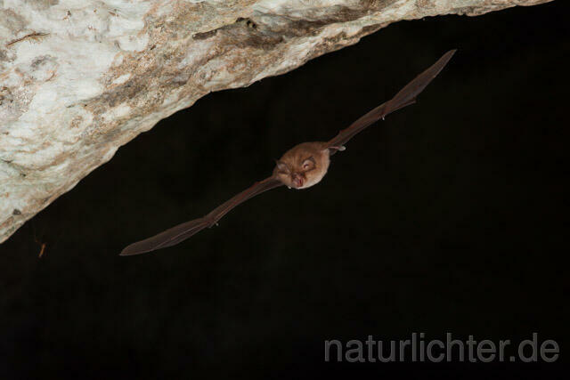 R11244 Kleine Hufeisennase im Flug, Lesser Horseshoe Bat flying - Christoph Robiller