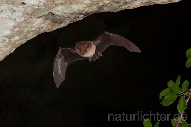 R11247 Große Hufeisennase im Flug, Greater Horseshoe Bat flying - Christoph Robiller