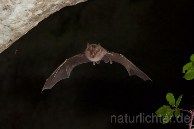 R11248 Große Hufeisennase im Flug, Greater Horseshoe Bat flying - Christoph Robiller