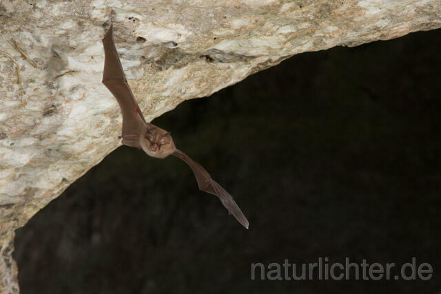 R11257 Kleine Hufeisennase im Flug, Lesser Horseshoe Bat flying - Christoph Robiller