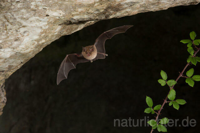 R11258 Große Hufeisennase im Flug, Greater Horseshoe Bat flying - Christoph Robiller
