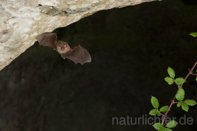 R11260 Kleine Hufeisennase im Flug, Lesser Horseshoe Bat flying - Christoph Robiller