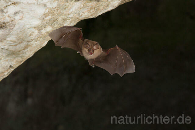 R11261 Kleine Hufeisennase im Flug, Lesser Horseshoe Bat flying - Christoph Robiller