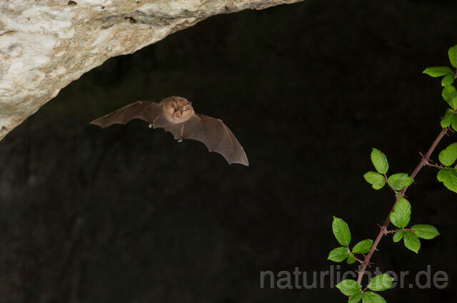 R11262 Kleine Hufeisennase im Flug, Lesser Horseshoe Bat flying - Christoph Robiller