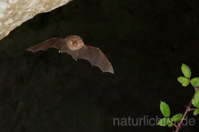 R11263 Kleine Hufeisennase im Flug, Lesser Horseshoe Bat flying - Christoph Robiller