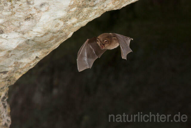 R11265 Kleine Hufeisennase im Flug, Lesser Horseshoe Bat flying - Christoph Robiller