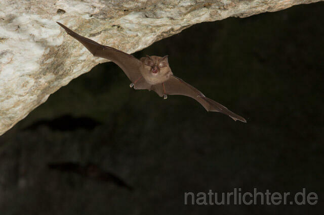 R11267 Kleine Hufeisennase im Flug, Lesser Horseshoe Bat flying - Christoph Robiller
