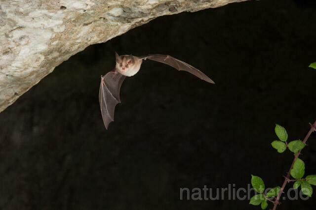 R11272 Meheley-Hufeisennase im Flug, Mehely-Hufeisennase, Mehely's horseshoe bat flying - Christoph Robiller