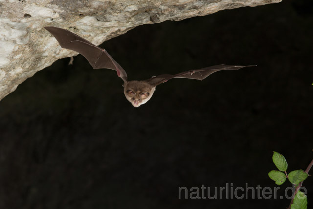 R11274 Meheley-Hufeisennase im Flug, Mehely-Hufeisennase, Mehely's horseshoe bat flying - Christoph Robiller