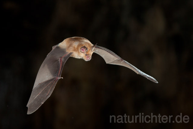 R11278 Große Hufeisennase im Flug, Greater Horseshoe Bat flying - Christoph Robiller