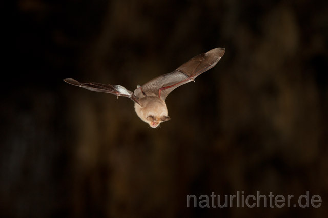 R11279 Kleine Hufeisennase im Flug, Lesser Horseshoe Bat flying - Christoph Robiller