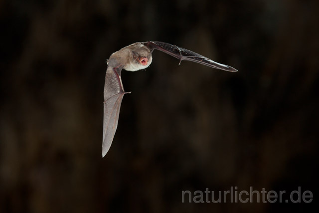 R11281 Langfußfledermaus im Flug, Long-fingered Bat Bat flying - Christoph Robiller