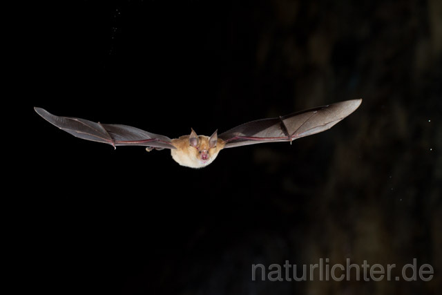 R11284 Große Hufeisennase im Flug, Greater Horseshoe Bat flying