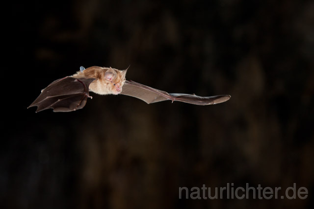 R11285 Große Hufeisennase im Flug, Greater Horseshoe Bat flying