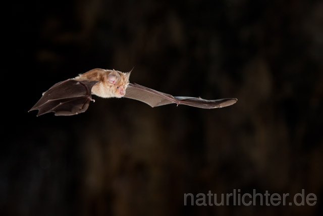 R11286 Große Hufeisennase im Flug, Greater Horseshoe Bat flying