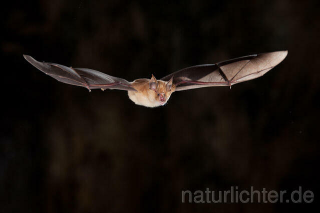 R11287 Große Hufeisennase im Flug, Greater Horseshoe Bat flying - Christoph Robiller