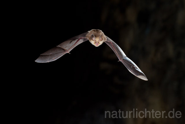 R11288 Meheley-Hufeisennase im Flug, Mehely-Hufeisennase, Mehely's horseshoe bat flying