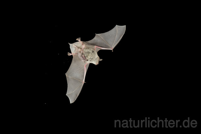 R11289 Langfußfledermaus mit Jungtier im Flug, Long-fingered Bat Bat flying - Christoph Robiller
