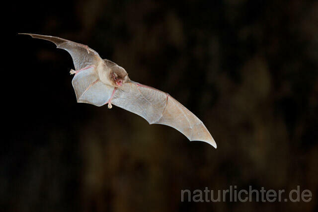 R11290 Langfußfledermaus im Flug, Long-fingered Bat Bat flying - Christoph Robiller