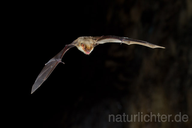 R11291 Großes Mausohr im Flug, Greater Mouse-eared Bat flying