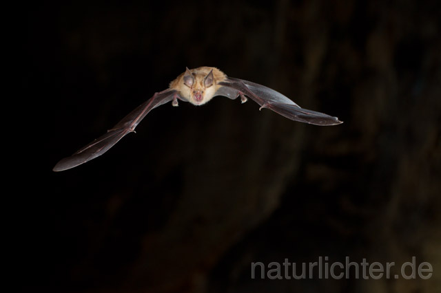 R11292 Große Hufeisennase im Flug, Greater Horseshoe Bat flying