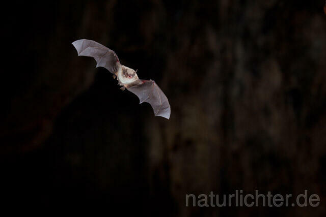 R11296 Langfußfledermaus im Flug, Long-fingered Bat Bat flying - Christoph Robiller