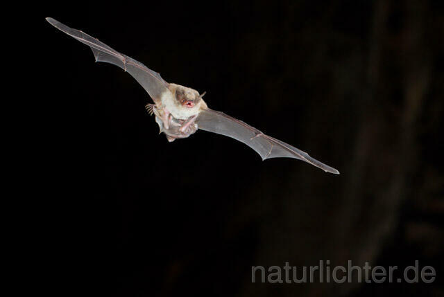 R11299 Langfußfledermaus mit Jungtier im Flug, Long-fingered Bat Bat flying - Christoph Robiller
