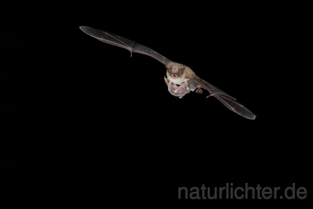 R11300 Langfußfledermaus mit Jungtier im Flug, Long-fingered Bat Bat flying