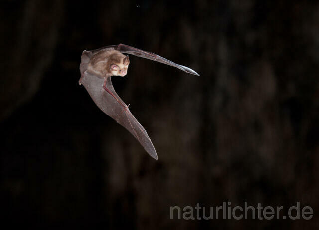 R11301 Meheley-Hufeisennase im Flug, Mehely-Hufeisennase, Mehely's horseshoe bat flying - Christoph Robiller
