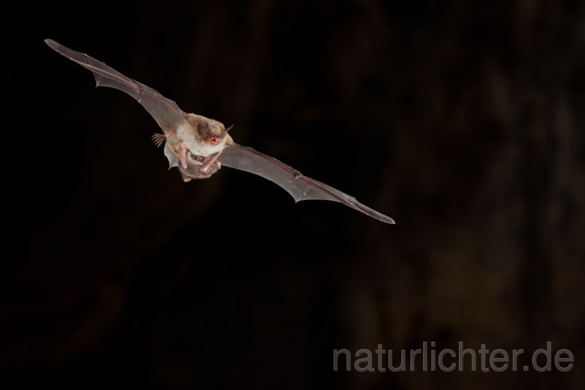 R11302 Langfußfledermaus mit Jungtier im Flug, Long-fingered Bat Bat flying
