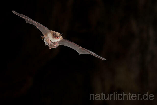 R11302 Langfußfledermaus mit Jungtier im Flug, Long-fingered Bat Bat flying - Christoph Robiller