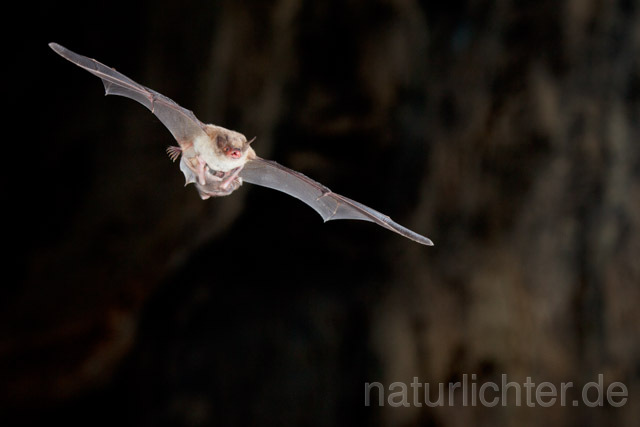 R11303 Langfußfledermaus mit Jungtier im Flug, Long-fingered Bat Bat flying - Christoph Robiller